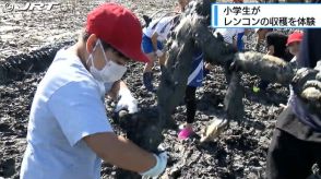 地元の特産物であるレンコンに親しみを　鳴門市の畑で近くの小学校に通う児童らが収穫体験【徳島】