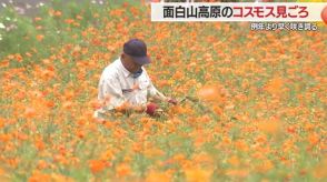 高原に“秋の訪れ”コスモスが敷地いっぱいに咲き誇る　暑さで管理に苦労も…見事なコスモスのじゅうたんに【山形発】