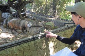 高齢タヌキの〝マユゲ〟「健康で長生きしてね」　ときわ動物園で敬老の日特別ガイド【宇部】