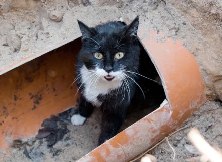 飼い主歓喜。いなくなった猫が8週間ぶりに思わぬ場所から救出される（アメリカ）