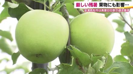 冷え込みで色づくリンゴ　果樹園も厳しい残暑に困惑…見た目もおいしいリンゴを届けたい　福島・会津若松市