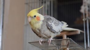 インコの「二度と撮れない」アクロバティックな姿が話題！飛び方がうまくいかず不時着した姿に「何度見ても最高」【激かわアニマル奇跡の瞬間】