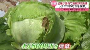 猛暑や豪雨で葉物野菜が高騰　農家「レタス約5万玉を廃棄」　ベトナム料理店「パクチー入荷できない日も」