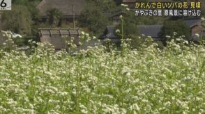 白くかれんな「ソバの花」見頃　かやぶきの里に秋の訪れ　京都・南丹市