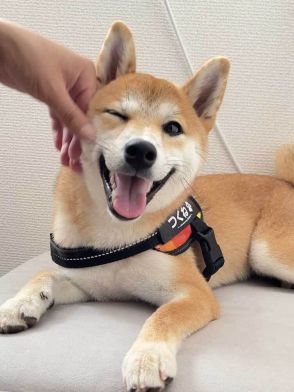 「い、1日ぶり!?」　飼い主との再会に大喜びの柴犬　「どうしていいかわからない状態」