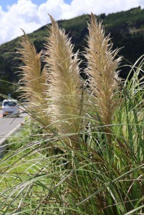 秋風に白い穂ふわり　日南・北郷の県道パンパスグラス見頃