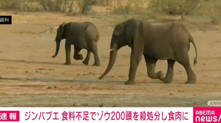 ジンバブエ、食料不足でゾウ200頭を殺処分し食肉に 干ばつ続き深刻な食料不足