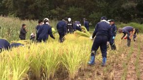 実りの秋に感謝　青森・風間浦村の小学生が稲刈りを体験