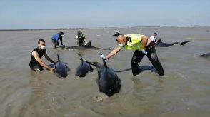 イルカの群れが島の海岸に 大掛かりな救出活動 フランス