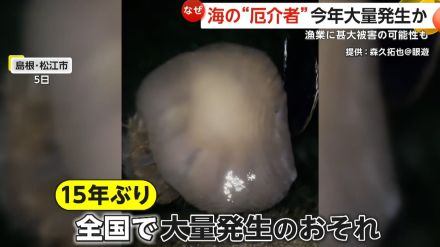 体長約2メートル・重さ100kg超!海の“厄介者”巨大な「エチゼンクラゲ」が大量発生か　漁業に甚大被害の可能性も　島根・松江市