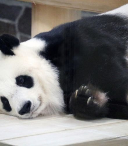 「めちゃめちゃかわいい！」「ポージングが最高！」動物園のパンダのおみ足がファンから大注目されたワケ