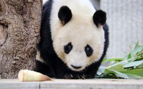 パンダも思ったことが顔に出る？神戸市立王子動物園「タンタン」の秘密