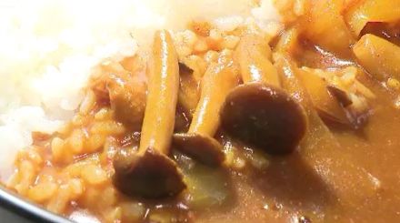 能登半島地震を生き抜いた「奇跡のぶなしめじ」特製カレーになって県庁の食堂に　売り上げの一部が義援金になる販売会も人気