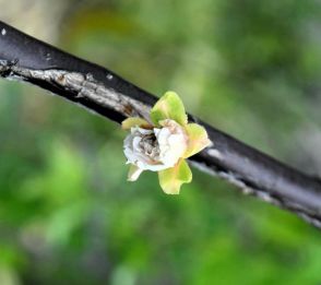 終わらぬ猛暑、梅が狂い咲き？　岡山・竹久夢二「郷土美術館」の中庭