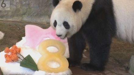 「誕生日に特別な物はいらない」お姉さんパンダ　「結浜」８歳の誕生日