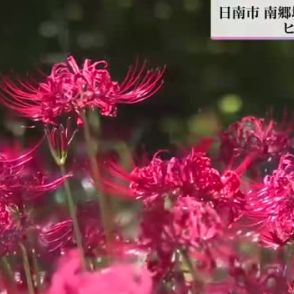 自慢の風景　海風に揺れるヒガンバナ