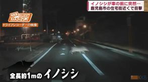 イノシシが車の前に突然…　鹿児島市の住宅街近くで目撃　