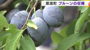 プルーンの収穫が最盛期　「例年以上の仕上がりに」　岩手・紫波町