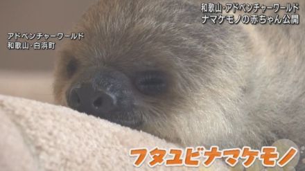 タオルに抱きついて離れない…フタユビナマケモノの赤ちゃん　アドベンチャーワールドであすから一般公開