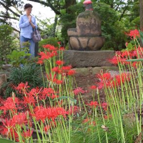 参拝者を迎えるヒガンバナ　彼岸の入り、境内を赤く染め