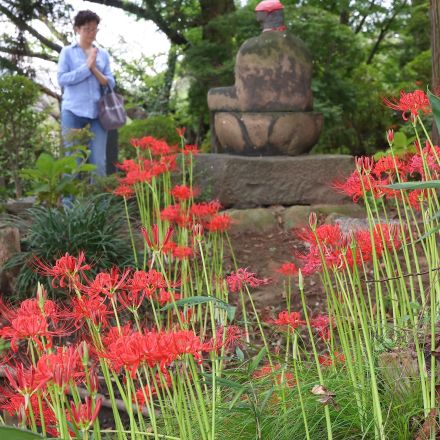 参拝者を迎えるヒガンバナ　彼岸の入り、境内を赤く染め