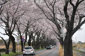 横浜・海軍道路の桜並木、植え替えで再生へ　「5年後に消滅」予測で