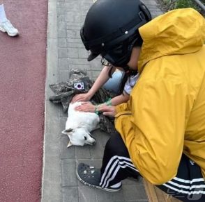 交通事故で命を落とす動物たち…韓国で昨年8万件発生