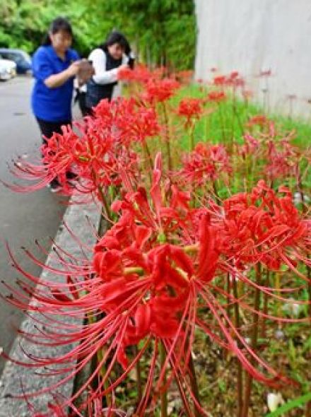 鮮やかな赤いヒガンバナ秋の訪れ　9月19日は彼岸入り　沖縄・南風原町