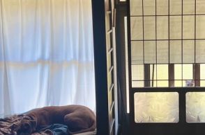 「いつもお前を見ているぞ」「いるね…」　土佐犬の写真に写り込む「視線」に思わず和む　隠れ上手な猫に反響