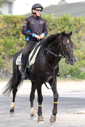 【オールカマー】ステラヴェローチェの追い切りは「すごくうまくいきました」須貝調教師の狙いとは