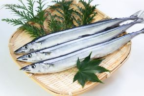 さんまが豊漁！内臓まで食べられるのは、胃がない魚だから。内臓にはビタミンAも含まれ、肌や喉の粘膜ケアに有効