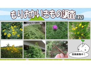 「もりおかいきもの調査」の対象が秋版に　外来植物中心に情報募る