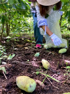 大分・由布で幻のフルーツ「ポポー」収穫期　甘い香りの中で熟果拾う