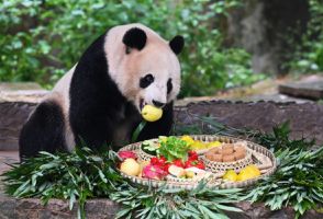 中国・中秋節にちなんだ月餅パンでパンダの誕生日祝い