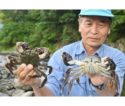 秋の味覚 モクズガニ　富田川で漁始まる、和歌山県紀南