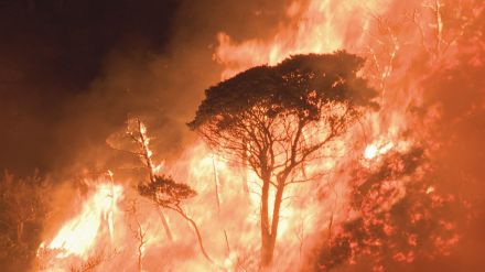 丸一日たっても鎮火に至らず…山林の火事で50ヘクタール消失　けが人なし