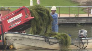 人気の公園に “水草” 大量発生　遊覧船運航に支障…刈り取り追いつかず専用線大忙し　生態系脅かす可能性も　富岩運河環水公園