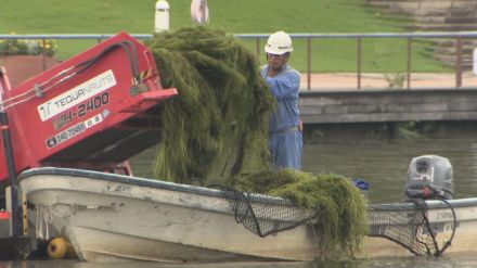 人気の公園に “水草” 大量発生　遊覧船運航に支障…刈り取り追いつかず専用線大忙し　生態系脅かす可能性も　富岩運河環水公園