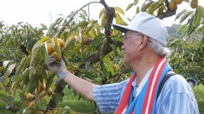 濃厚な甘さと歯ごたえが特徴　「筆柿」の出荷が愛知・幸田町で始まる　