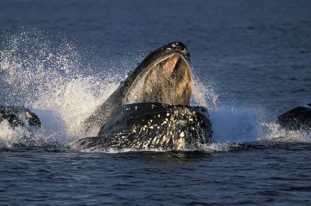 海で撮影された奇跡の一枚が、切ないと話題。巨大クジラと写っていたものに、SNSがざわつく（アメリカ）