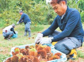 味のとりこ、クリ園守る　富山で電気工事会社営む男性