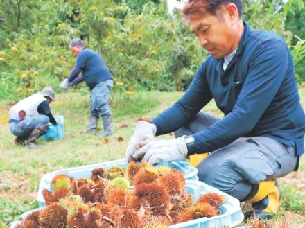 味のとりこ、クリ園守る　富山で電気工事会社営む男性