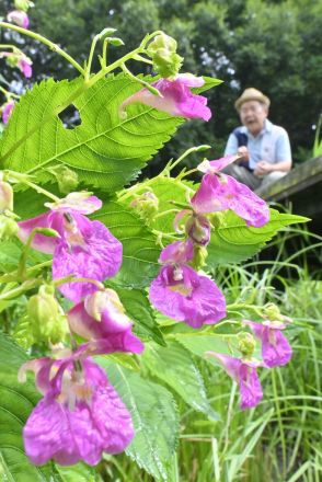 赤紫の花が湿地を彩る　栃木・野木でワタラセツリフネソウ見頃