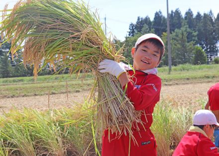 秋の実りに感謝　児童が稲刈り　北上・南小【岩手】