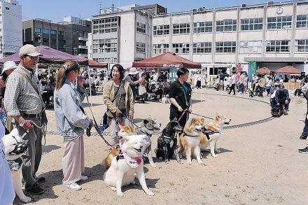 ワントラム出発進行！　愛犬と一緒に市電　富山・八人町振興会　１０月マルシェに合わせ　ケージなしで周遊「気軽に遊びに来て」