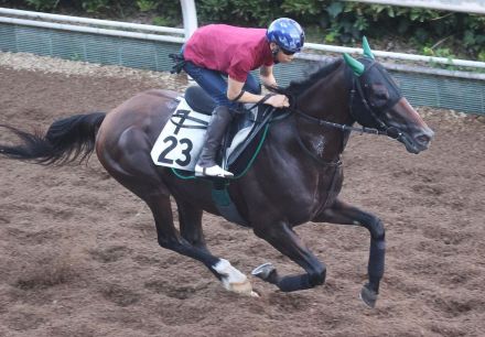 【産経賞オールカマー】サヴォーナ単走で軽快に登坂　初コンビの横山武史騎手も納得の好調教「背中が柔らかくて、ストライドが大きい」