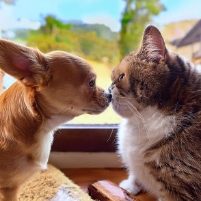 犬も猫も「耳血腫」を発症するが、猫は手術になりやすい【ワンニャンのSOS】