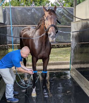 【注目馬動向】桜花賞馬ステレンボッシュが栗東での調教を開始　陣営「順調に夏を過ごしてきたなという感じ」