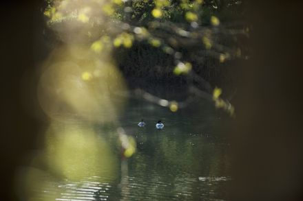 カワウソの群れに襲われた女性、病院に搬送。エサを求めて公園に侵入か（マレーシア）