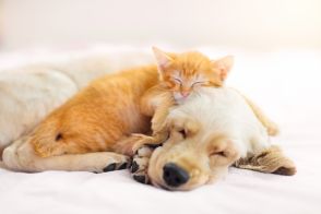 【ペットに関する意識調査】ペット飼育率は43.1％！知りたい情報第1位は「犬・猫の健康維持や病気の予防に関する情報」